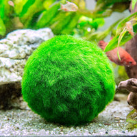 Aquatic Arts 3 bolas para pez beta, plantas marinas vivas de acuario para peceras, accesorios naturales juguete para peces beta - BESTMASCOTA.COM