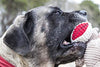 HuggleHounds - Juguete de peluche chirriante para perros con nudos para masticadores agresivos - BESTMASCOTA.COM