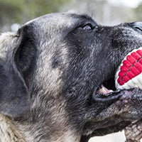 HuggleHounds - Juguete de peluche chirriante para perros con nudos para masticadores agresivos - BESTMASCOTA.COM