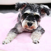 PAWZ - Manta para perro, suave, suave y cálida, doble cara, sin pelusas, para perros y gatos y animales pequeños, tamaño pequeño - BESTMASCOTA.COM