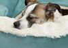 Cama acogedora Best Friends by Sheri, cama de lujo para perros y gatos con cobija, cálida y segura. Brinda apoyo para la cabeza, el cuello y las articulaciones, lavable a máquina, parte inferior resistente al agua - BESTMASCOTA.COM