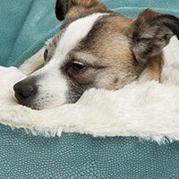 Cama acogedora Best Friends by Sheri, cama de lujo para perros y gatos con cobija, cálida y segura. Brinda apoyo para la cabeza, el cuello y las articulaciones, lavable a máquina, parte inferior resistente al agua - BESTMASCOTA.COM