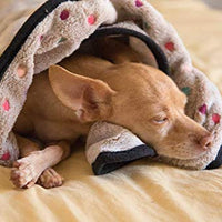 PAWZ - Manta de forro polar para perro, 3 colores, 3 tamaños - BESTMASCOTA.COM