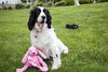 HuggleHounds - Juguete de peluche chirriante para perros con nudos para masticadores agresivos - BESTMASCOTA.COM