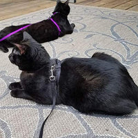 Arnés ajustable de nailon para gatos con correa negro PUPTECK. - BESTMASCOTA.COM